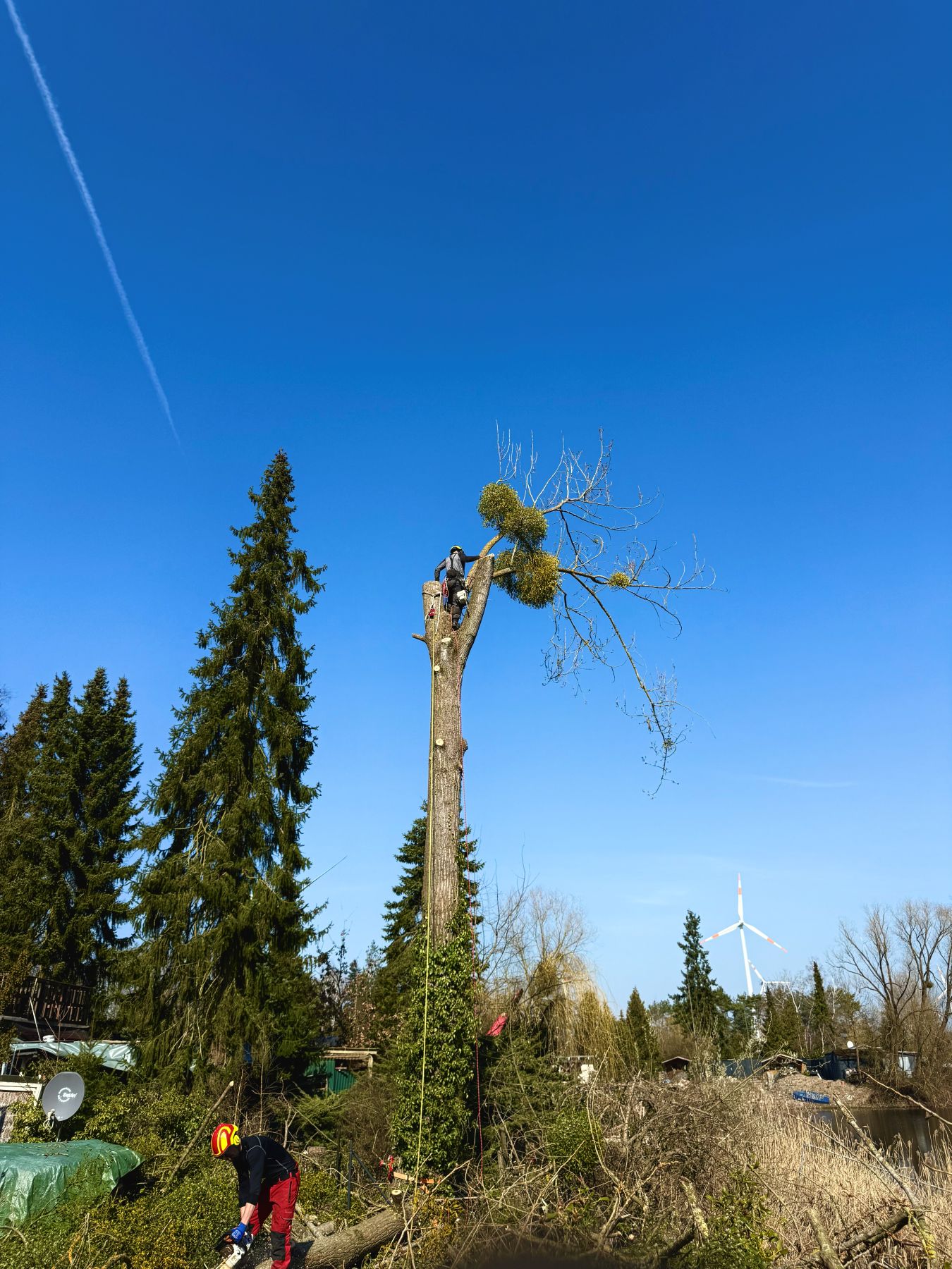Kletterer trägt einen Baum mit Mistelbewuchs von oben ab, ein Kollege schneidet am Boden