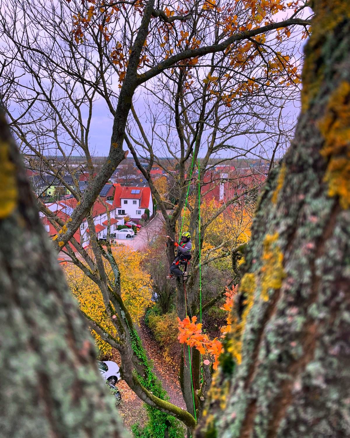 Kletterer bei der Kronenpflege einer Eiche im Herbst, Blick über die Dächer