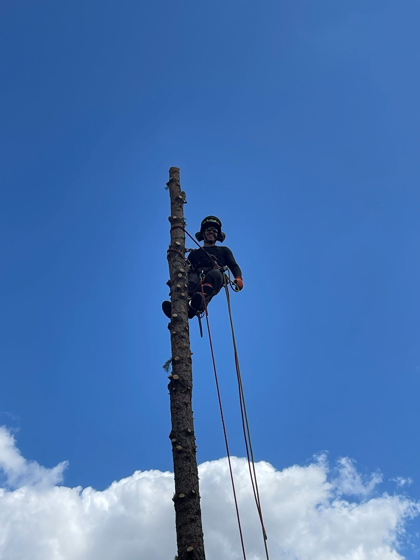 Kletterer gesichert am Seil an einem hohen Stamm vor blauem Himmel